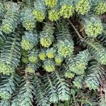 Euphorbia corsica Hostoa