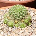 Rebutia minuscula Yaprak