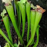 Sarracenia leucophylla Hábito