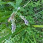 Mentha longifolia Flower