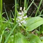 Maianthemum bifolium Цветок