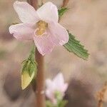 Hibiscus micranthus പുഷ്പം