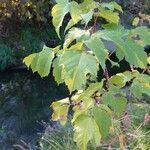 Acer negundoLeaf