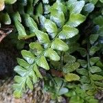 Asplenium marinum Leaf