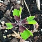 Oxalis tetraphylla Fuelha