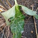 Arum italicum Feuille