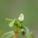 Montia arvensis Květ