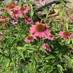 Echinacea purpureaKvet