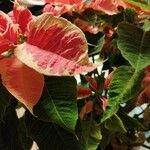 Amaranthus tricolor Foglia