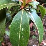 Pieris formosa Likasa