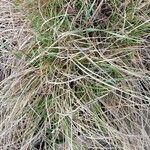 Carex leporina Fulla