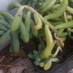 Sedum pachyphyllumЛист