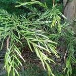 Acacia fimbriata برگ