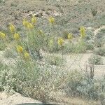 Stanleya pinnata Flower