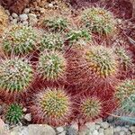 Mammillaria magnimamma Blatt