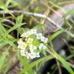 Lobularia maritimaFlor