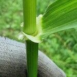 Lolium giganteum Leaf