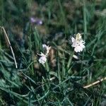 Polygala longicaulis Hábito