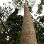 Pericopsis elata Habitat