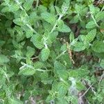 Solanum umbelliferum Hoja