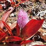 Helonias bullata Blüte