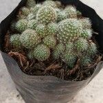 Mammillaria decipiens Foglia