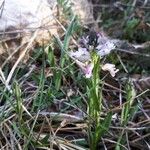 Polygala nicaeensis Цветок