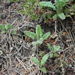 Polemonium pulcherrimum Агульны выгляд