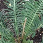 Blechnum brasiliense Liść