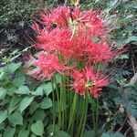 Lycoris radiata 花