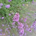 Verbena bonariensis花