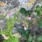 Epilobium montanum Квітка
