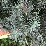 Lavandula samhanensis Hoja