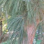 Casuarina equisetifolia Folha