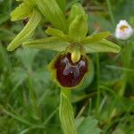 Ophrys apifera Flower