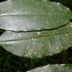 Clarisia racemosa Frunză