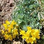 Tropaeolum polyphyllum عادت داشتن