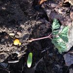 Dicentra canadensis Habitus