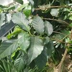 Coffea arabica পাতা