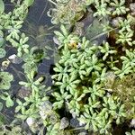 Callitriche brutia Likasa