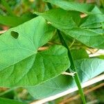 Convolvulus sepium Feuille