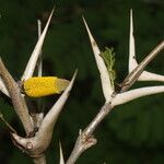 Vachellia cornigera പുഷ്പം