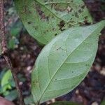 Inga marginata Leaf