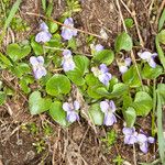 Viola collina পাতা