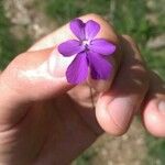 Viola cenisia Fleur