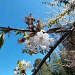 Prunus avium फूल