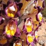 Cistanche violacea Flower