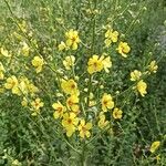 Verbascum sinuatumFlower