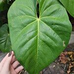Anthurium nymphaeifolium Frunză