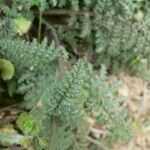 Scrophularia lucida Leaf
